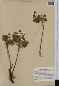 Euphorbia cyparissias L., Western Europe (EUR) (Bulgaria)