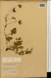 Potentilla reptans L., Caucasus, Stavropol Krai, Karachay-Cherkessia & Kabardino-Balkaria (K1b) (Russia)
