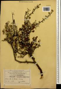 Cotoneaster suavis Pojark., Caucasus, Georgia (K4) (Georgia)
