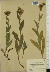 Hieracium dentatum subsp. villosiforme Nägeli & Peter, Western Europe (EUR) (Slovenia)