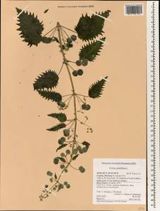 Urtica pilulifera L., South Asia, South Asia (Asia outside ex-Soviet states and Mongolia) (ASIA) (Cyprus)
