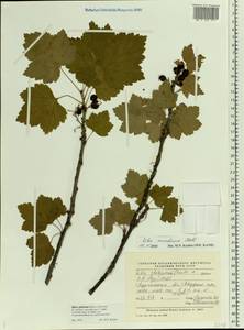 Ribes spicatum subsp. lapponicum Hyl., Eastern Europe, Northern region (E1) (Russia)
