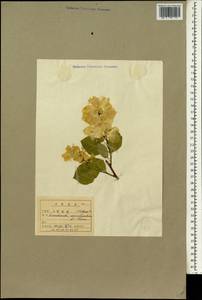 Exochorda racemosa subsp. serratifolia (S. Moore) F. Y. Gao & Maesen, South Asia, South Asia (Asia outside ex-Soviet states and Mongolia) (ASIA) (North Korea)