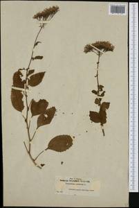Trachelium caeruleum L., Western Europe (EUR) (Spain)