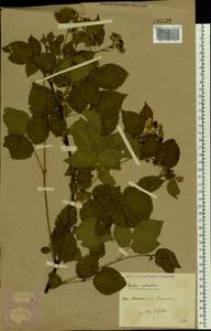 Rubus nessensis Hall, Eastern Europe, Moscow region (E4a) (Russia)