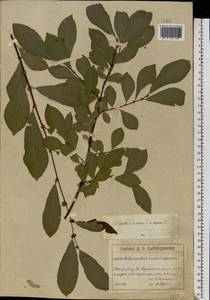 Salix aurita × cinerea, Eastern Europe, Moscow region (E4a) (Russia)