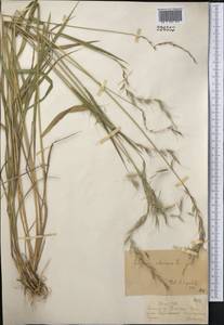 Elymus sibiricus L., Middle Asia, Dzungarian Alatau & Tarbagatai (M5) (Kazakhstan)