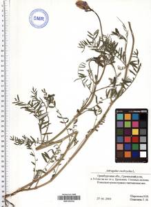 Astragalus onobrychis L., Eastern Europe, Eastern region (E10) (Russia)