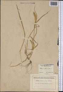 Setaria pumila (Poir.) Roem. & Schult., America (AMER) (United States)