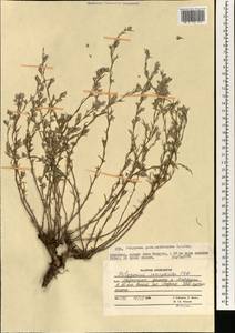 Polygonum paronychioides C. A. Mey., South Asia, South Asia (Asia outside ex-Soviet states and Mongolia) (ASIA) (Afghanistan)