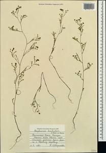 Bupleurum brachiatum C. Koch ex Boiss., Crimea (KRYM) (Russia)