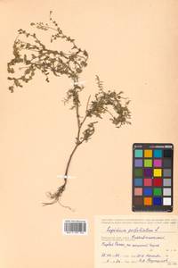Lepidium perfoliatum L., Siberia, Russian Far East (S6) (Russia)