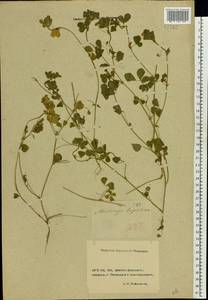 Medicago lupulina L., Eastern Europe, Rostov Oblast (E12a) (Russia)