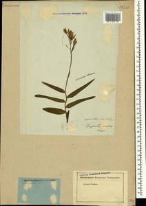 Cephalanthera rubra (L.) Rich., Crimea (KRYM) (Russia)