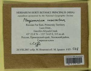 Plagiomnium vesicatum (Besch.) T.J. Kop., Bryophytes, Bryophytes - Russian Far East (excl. Chukotka & Kamchatka) (B20) (Russia)