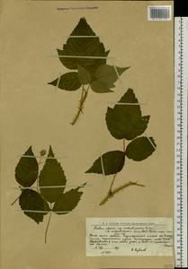 Rubus sachalinensis H. Lév., Siberia, Western Siberia (S1) (Russia)