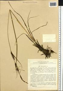 Carex acuta L., Siberia, Baikal & Transbaikal region (S4) (Russia)