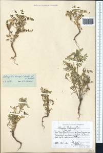 Astragalus camptoceras Bunge, Middle Asia, Western Tian Shan & Karatau (M3) (Uzbekistan)