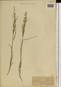 Poa palustris L., Eastern Europe, South Ukrainian region (E12) (Ukraine)