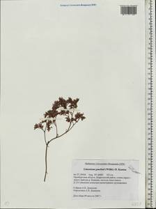 Limonium gmelinii (Willd.) Kuntze, Eastern Europe, Eastern region (E10) (Russia)