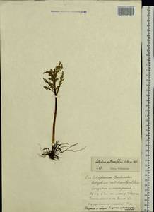 Botrychium matricariifolium (Döll) A. Braun ex Koch, Eastern Europe, Central region (E4) (Russia)