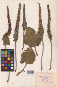 Plantago major L., Eastern Europe, Moscow region (E4a) (Russia)