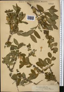 Lonicera hispida Pall. ex Roem. & Schult., Middle Asia, Dzungarian Alatau & Tarbagatai (M5) (Kazakhstan)