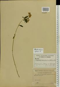 Trifolium lupinaster L., Eastern Europe, Central forest-and-steppe region (E6) (Russia)