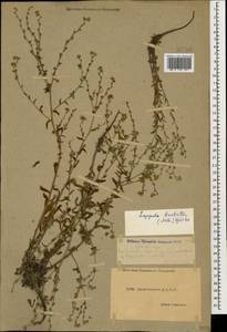 Lappula barbata (M. Bieb.) Gürke, Caucasus, Dagestan (K2) (Russia)