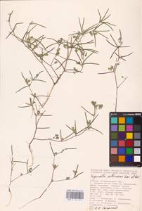 Medicago orthoceras (Kar. & Kir.) Trautv., Eastern Europe, Lower Volga region (E9) (Russia)