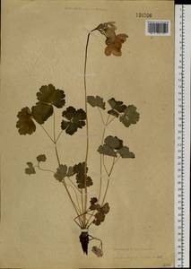 Aquilegia sibirica Lam., Siberia, Altai & Sayany Mountains (S2) (Russia)