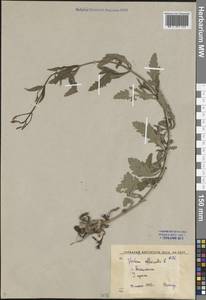Verbena officinalis L., Middle Asia, Syr-Darian deserts & Kyzylkum (M7) (Uzbekistan)
