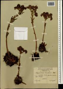 Sempervivum caucasicum Rupr. ex Boiss., Caucasus, South Ossetia (K4b) (South Ossetia)