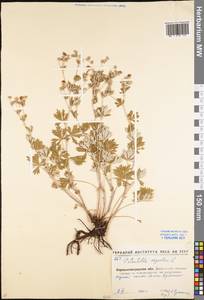 Potentilla argentea L., Eastern Europe, North Ukrainian region (E11) (Ukraine)