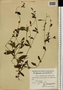 Asperugo procumbens L., Siberia, Yakutia (S5) (Russia)