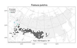 Festuca pulchra Schur, Atlas of the Russian Flora (FLORUS) (Russia)