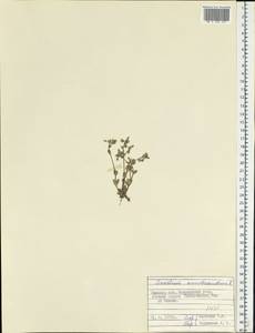 Cerastium semidecandrum L., Eastern Europe, Belarus (E3a) (Belarus)