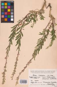 Silene tatarica (L.) Pers., Eastern Europe, Central forest-and-steppe region (E6) (Russia)