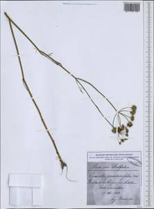 Oenanthe peucedanifolia Pollich, Western Europe (EUR) (Germany)