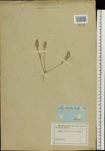 Alyssum alyssoides (L.) L., Eastern Europe, South Ukrainian region (E12) (Ukraine)