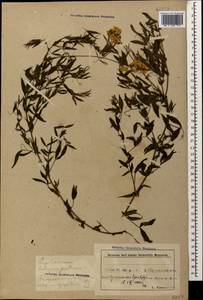 Lathyrus pratensis L., Caucasus, Azerbaijan (K6) (Azerbaijan)