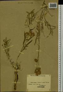 Serratula, Siberia, Western (Kazakhstan) Altai Mountains (S2a) (Kazakhstan)