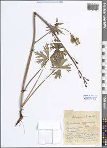 Aconitum ranunculoides subsp. ajanense (Steinb.) Vorosch., Siberia, Chukotka & Kamchatka (S7) (Russia)