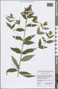 Lysimachia vulgaris L., Siberia, Western Siberia (S1) (Russia)