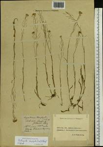 Pseudoarabidopsis toxophylla (M.Bieb.) Al-Shehbaz, O'Kane & R.A. Price, Eastern Europe, Rostov Oblast (E12a) (Russia)