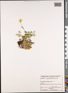 Potentilla ×gorodkovii Jurtzev, Siberia, Central Siberia (S3) (Russia)