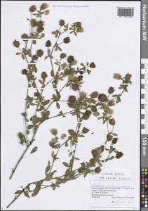 Trifolium aureum Pollich, Eastern Europe, Volga-Kama region (E7) (Russia)