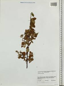 Cotoneaster, Siberia, Altai & Sayany Mountains (S2) (Russia)