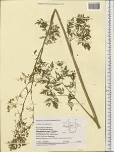 Conium maculatum L., Eastern Europe, Central region (E4) (Russia)