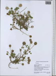Trifolium, South Asia, South Asia (Asia outside ex-Soviet states and Mongolia) (ASIA) (China)